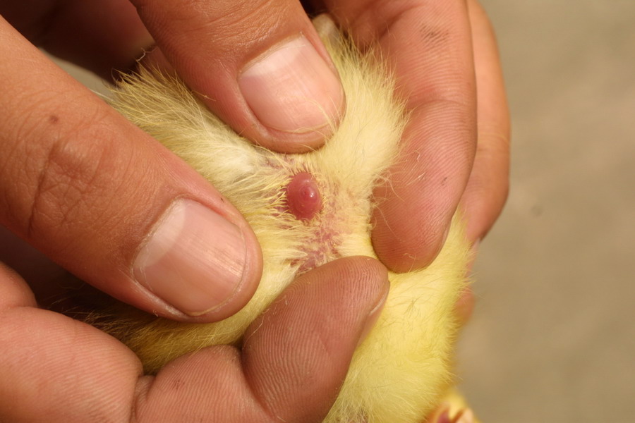 母鸡的泄殖腔图图片