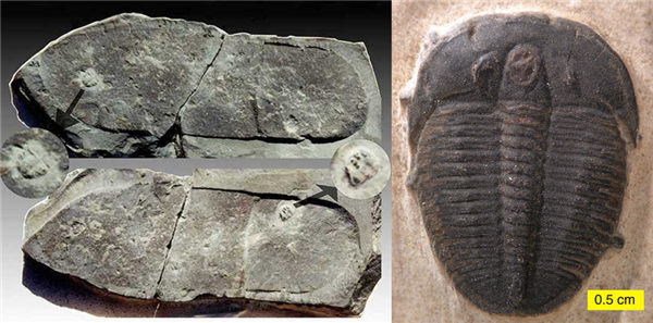 左：三叶虫上的脚印。这块珍贵的标本，还珍藏在美国德克萨斯州的神创论证据博物馆（Creation Evidence Museum）中。右：Elrathia Kingi是该地层最常见的三叶虫。图：Wilson44691/wiki