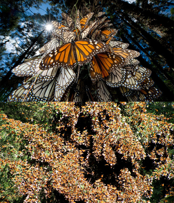 数百万只帝王蝶回到祖传的冬季栖息地——面积正在减小的墨西哥冷杉林。