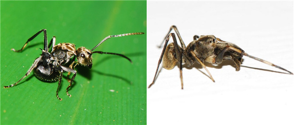 有些蚁蛛会专门模仿某一种蚂蚁。左为台湾的一种多刺蚁，右为与其生活在同一生境的蚁蛛。摄/张辰亮