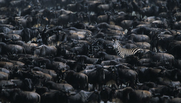 再熙熙攘攘的羚牛群，也无法阻挡这只斑马的脱颖而出。不过，黑白纹身可不是为抢镜头而生。