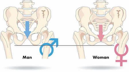男女坐骨角度和形状的差异。（图片来自 www.sq-lab.com)