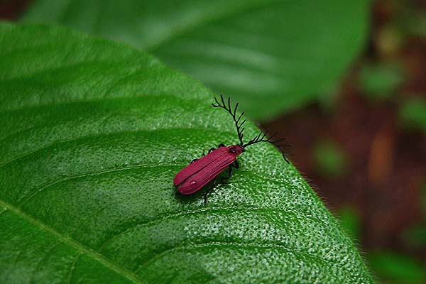 发现物粉红女郎红萤
