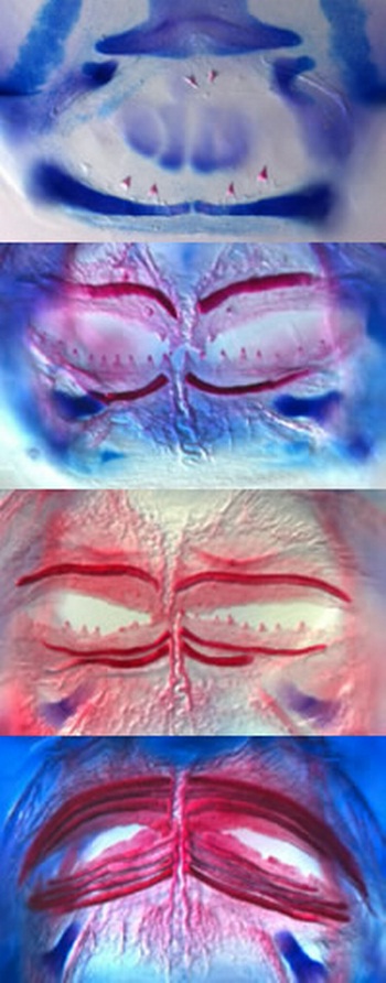 河豚牙齿（红色）的发育过程。
