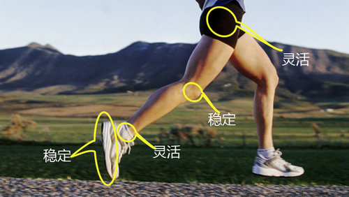 在人的腿部，髋关节和踝关节比较灵活，膝盖和脚相对稳定。图片来自：fromthelandofunicorns.blogg.se/ 。（感谢性情站编辑Big.D帮助处理图片。）