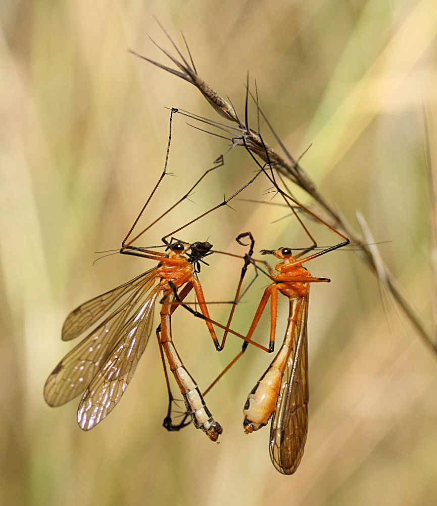 一对正在发生 “献礼”行为的蚊蝎蛉，雄虫将捕到的昆虫作为礼物送给雌虫以获得交配的机会。（图片来自：brisbaneinsects.com）