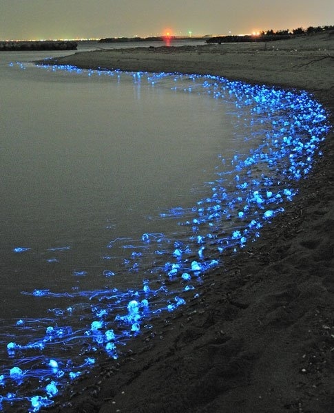 这一幕神奇的蓝色海景，出现在日本的富山湾（Toyama Bay） ，萤乌贼每年都会来到这片海滩产卵，规模达成千上万只。图/buzzfeed.com