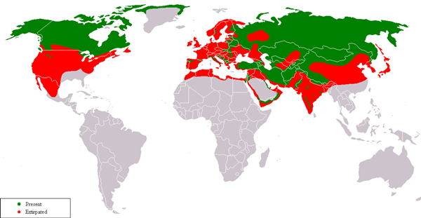 灰狼的分布范围，绿色区域为现今灰狼的活动范围，红色区域在过去可见，但当下已无法见到这种动物的踪影。图/Wiki commons