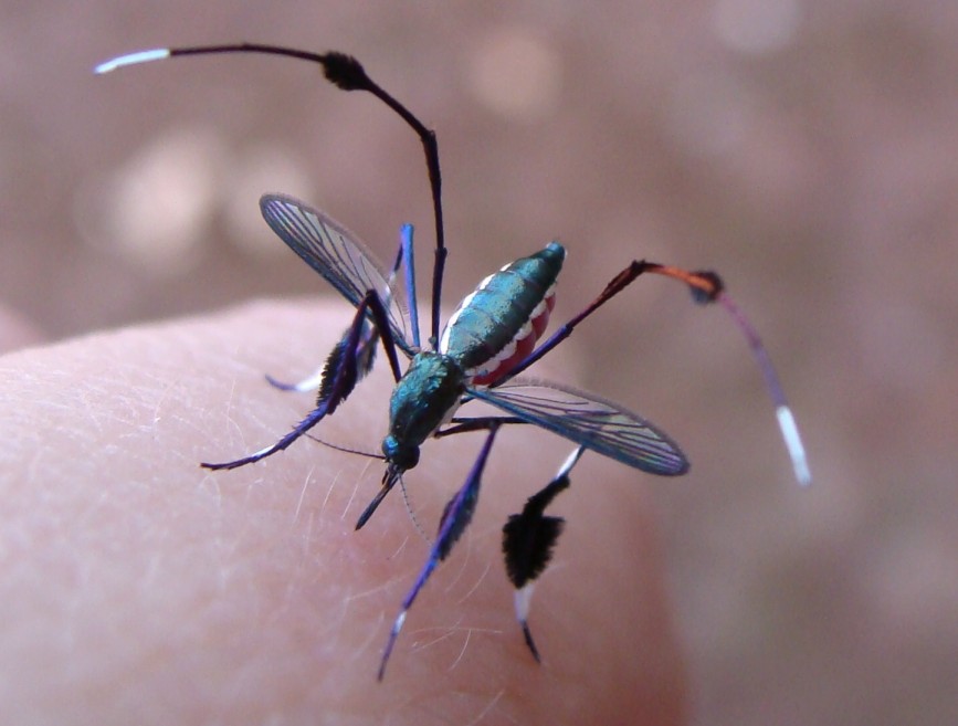 巴拉圭，一只正在吸血的煞蚊。（图片：S.Drechsel）
