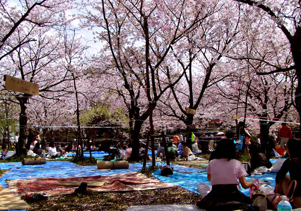 日本人每当“花见”时期，便会约好亲朋好友到公园，围坐在樱花树下，取出便当，饮着清酒，享受着聚会时光，这是他们一年中最放松的时刻。图/green-buzz.net