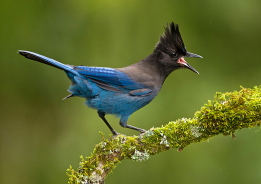 暗冠蓝鸦（图片：Smithsonian Magazine）