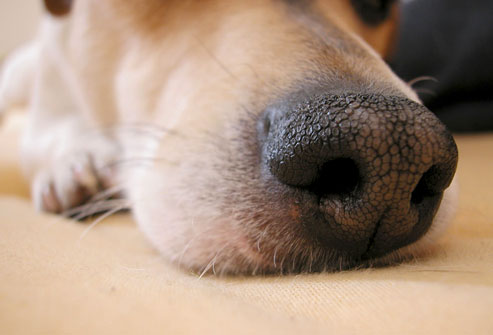 狗鼻子烫图片