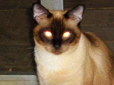 一只猫眼睛发光表情包图片