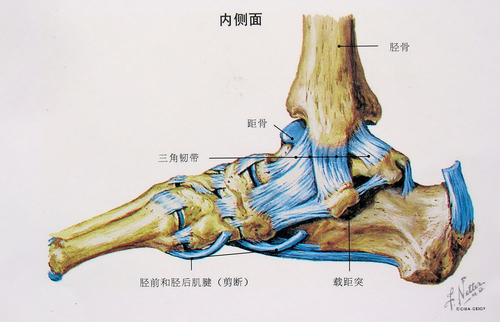 踝关节韧带内侧图。图片来自：91sqs.com。