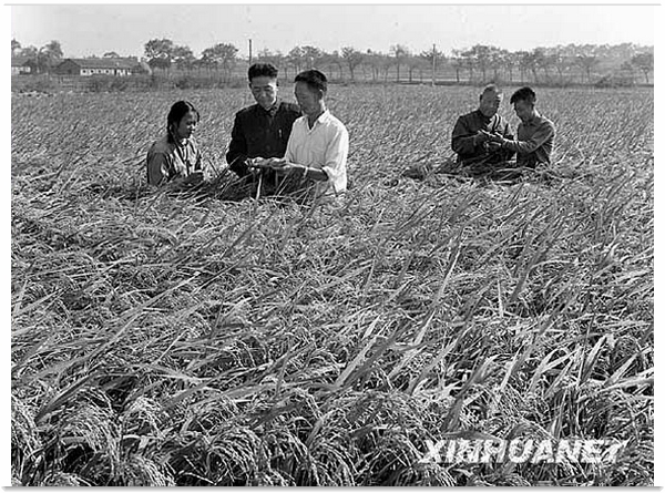1973年，袁隆平培育经过 9 年的艰苦努力，终于能够大面积实地栽培杂交水稻品种。他在 1981 年被授予新中国建国以来第一个国家特等发明奖，在国际上被称为“杂交水稻之父”。 图为 1975 年 11 月袁隆平院士（右三）与同事李必湖（右一）观察水稻是生长态势（图片：新华网）
