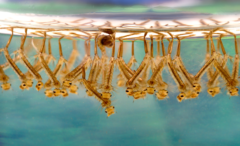 库蚊（Culex）的幼虫正成群地悬挂在水面上，用呼吸管欢快地呼吸着——这场景是否燃起了你的熊熊斗志？ 图片：James Gathany/wiki