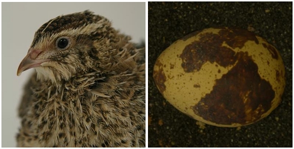 ［左］日本鹌鹑；［右］日本鹌鹑产的卵。图片：Lovell et al., Current Biology