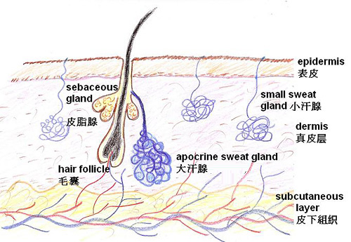 这些形似一团团卷曲的管子的汗腺,分布在真皮以及皮下组织中