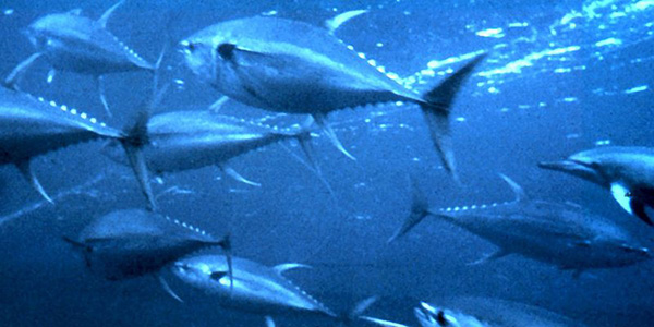 黄鳍金枪鱼群（图片：wiki commons）