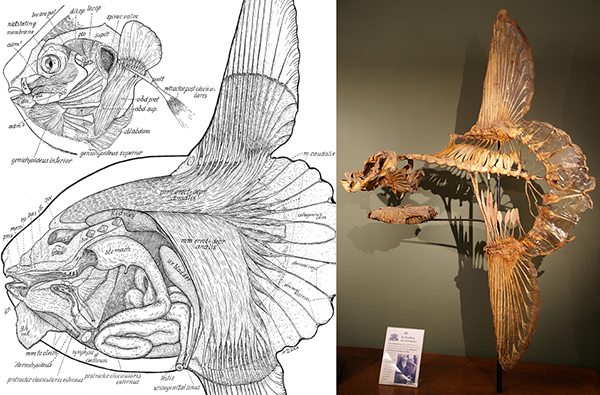 翻车鲀的解剖结构与骨骼标本。（图片来源：W. K. Gregory & H. C. Raven [1934]；Wiki Commons）
