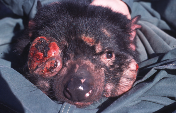患上“面部肿瘤”疾病的袋獾  图/Wiki commons