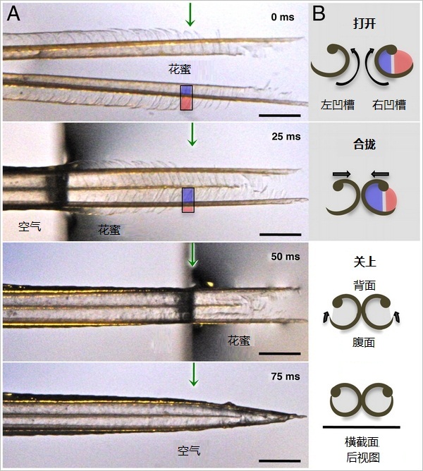 蜂鸟:要吸就要这样吸 果壳 科技有意思