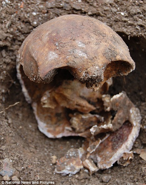 2010年发现的颅骨。（图：dailyMail）