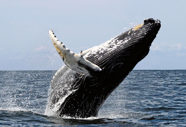 座头鲸是须鲸亚目（Mysticeti）下的海洋哺乳动物，其黑白相间的尾翅可达身长三分之一，背有明显厚实驼峰，所以又名大翅鲸、驼背鲸。