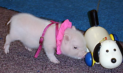 出生不久的小猪和玩具在一起，既萌又和谐。