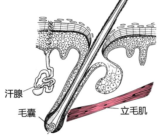 就像旧棉被拿去弹弹棉花,蓬松后就会变暖和一样,可惜人类已经没能