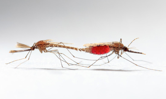 交配中的疟蚊，注意它们触角的区别。