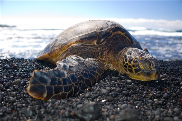 Punaluu海滩不仅招徕众多的游客，也是一种濒危物种绿海龟的聚居地。图:Michael Hanscom/flickr