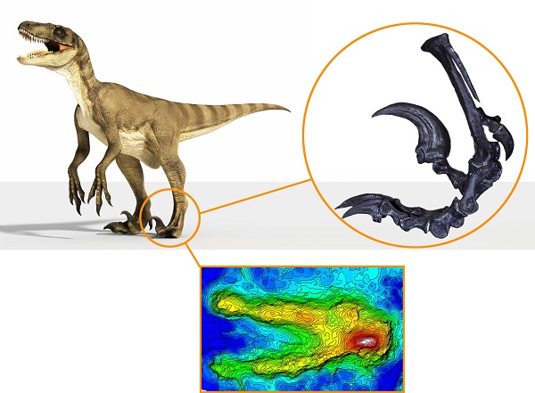 恐爪龙类复原图、脚部骨骼以及永靖驰龙足迹的3D图片（三维成像能反映出足迹的深浅，越暖色足迹越深）。