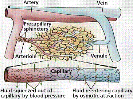 毛细血管是动脉、静脉末端的交通，并可与组织间进行物质交换。