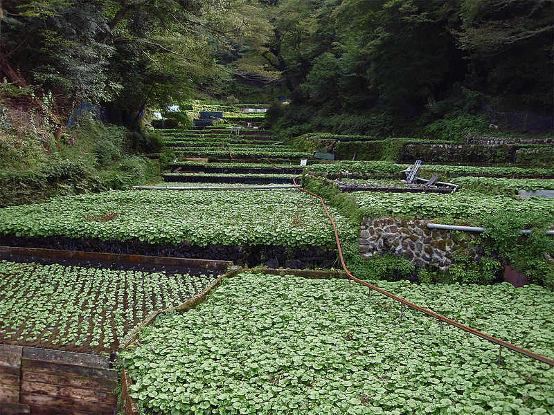 餐桌物种日历 3月31日山葵 果壳精选