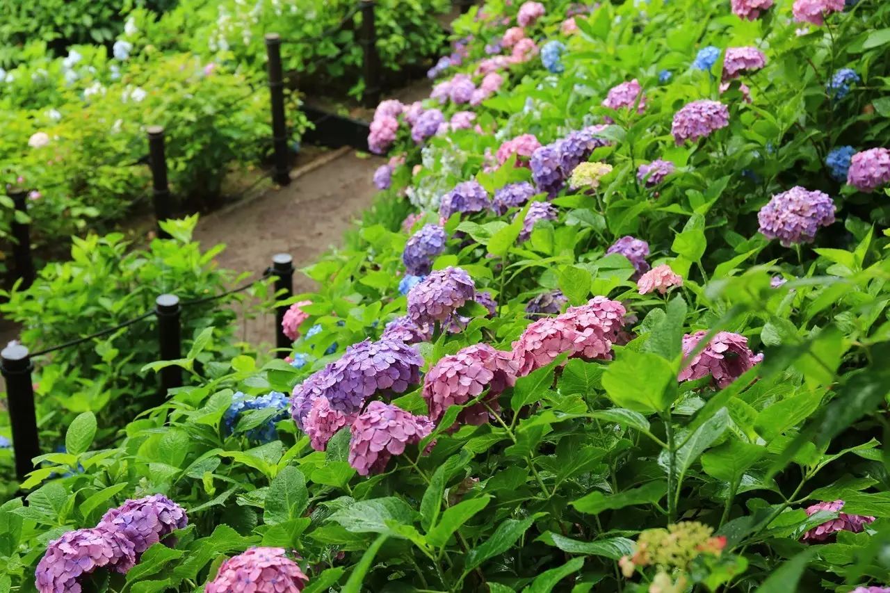 镰仓 初夏的细雨和醉人的紫阳花海 果壳科技有意思