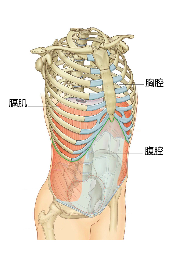 腹肌与膈肌解剖图图片
