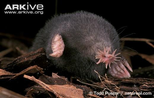 g force mole rat