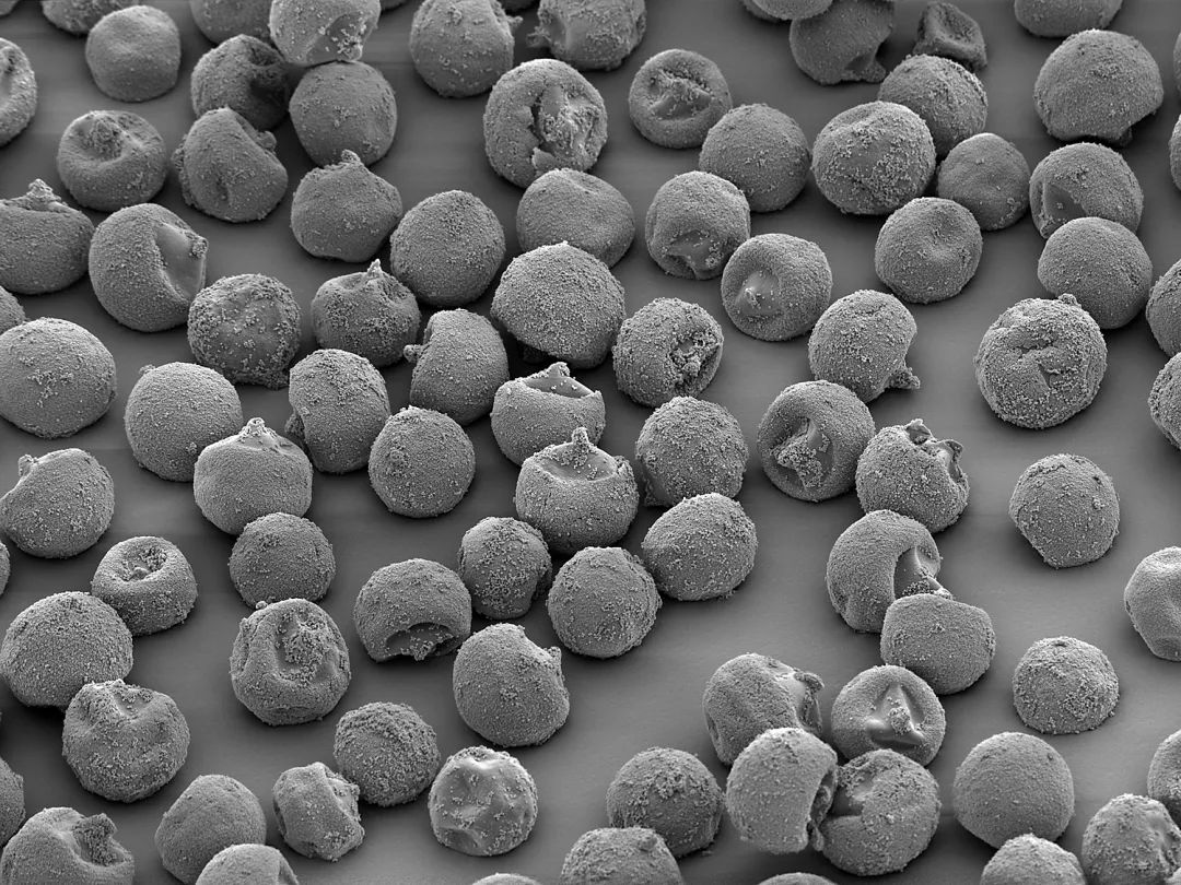 工作细胞 即将完结 还记得那个让你过敏的花粉吗 果壳科技有意思