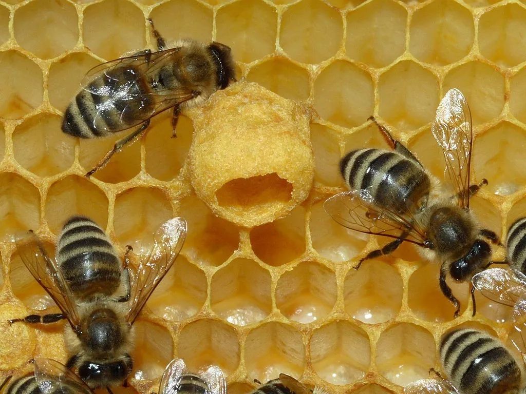 農藥讓野生熊蜂絕後 研究：蜂后產卵少26% 可能地區性滅絕 | 環境資訊中心