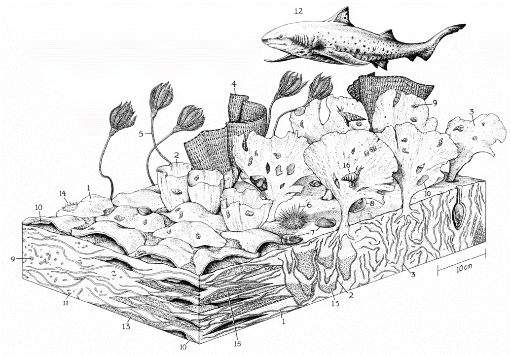 1,2,3:叶状藻;4,10:苔藓虫;5:海百合;6:海胆;7,8:腕足动物;9:有孔虫