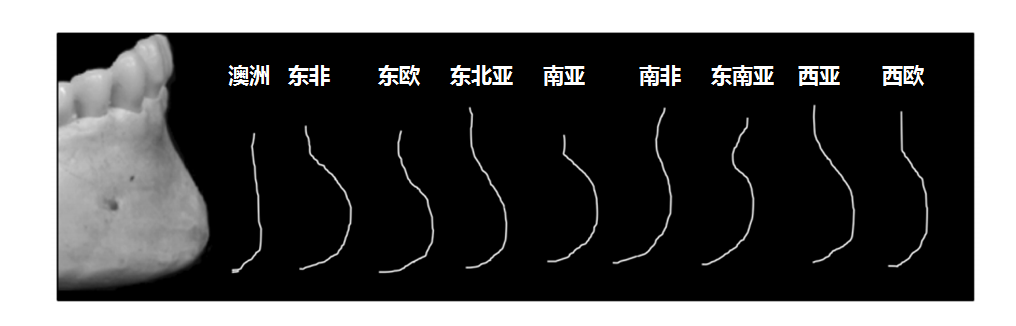 不同地区男性的下巴示意图