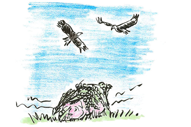 vulture4.jpg
