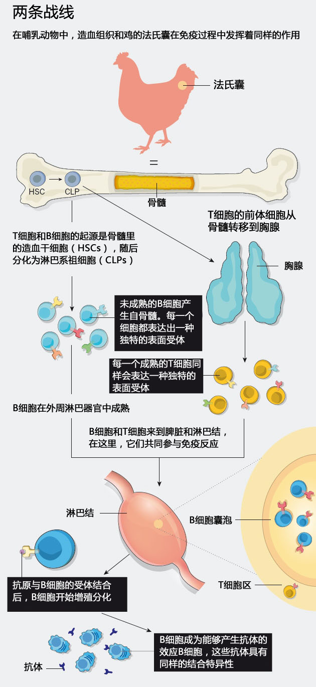 破解谜团 B淋巴细胞发现50年 果壳科技有意思