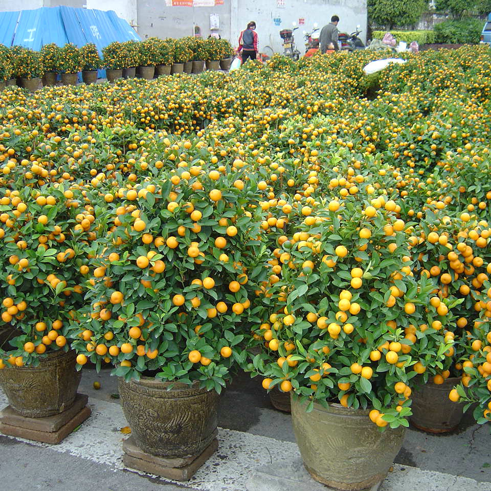 【餐桌物种日历】1月14日 金橘