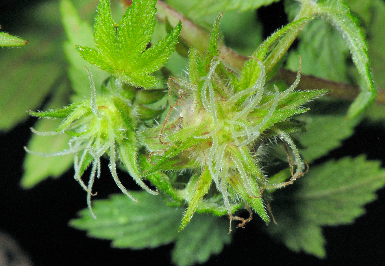 【城市物种日历】9月6日 葎草